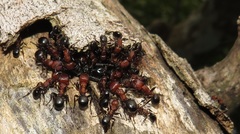 Atopomyrmex mocquerysi