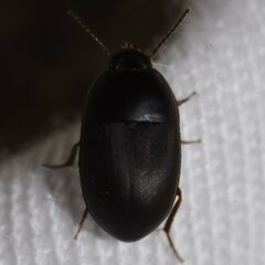 Gondwanocrypticus platensis