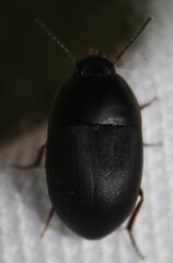 Gondwanocrypticus platensis