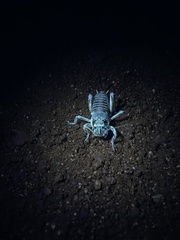 Cyphoderris