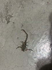 Centruroides suffusus