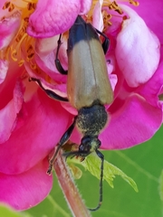 Trigonarthris subpubescens