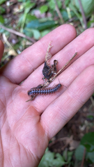 Pseudopolydesmus canadensis