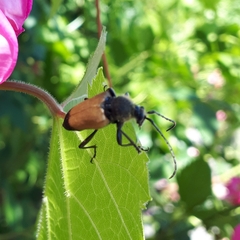 Trigonarthris subpubescens