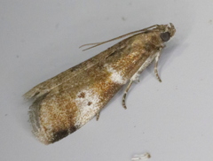Acrobasis vaccinii