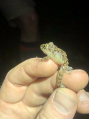 Pristimantis rubicundus