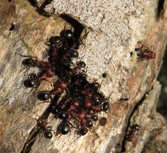 Atopomyrmex mocquerysi