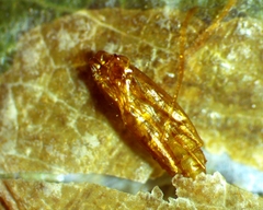 Cameraria hamadryadella