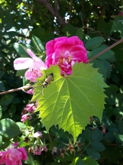 Trigonarthris subpubescens