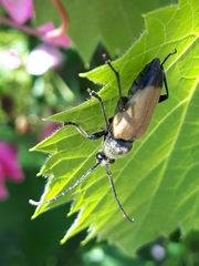 Trigonarthris subpubescens