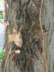 Entomophaga maimaiga