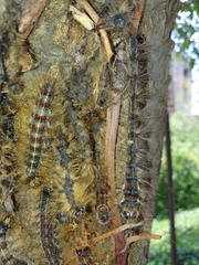 Entomophaga maimaiga