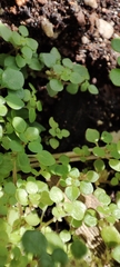 Pilea nummulariifolia