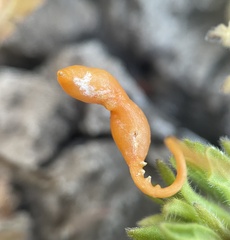 Smicronyx sculpticollis