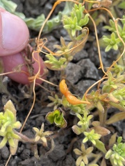 Smicronyx sculpticollis