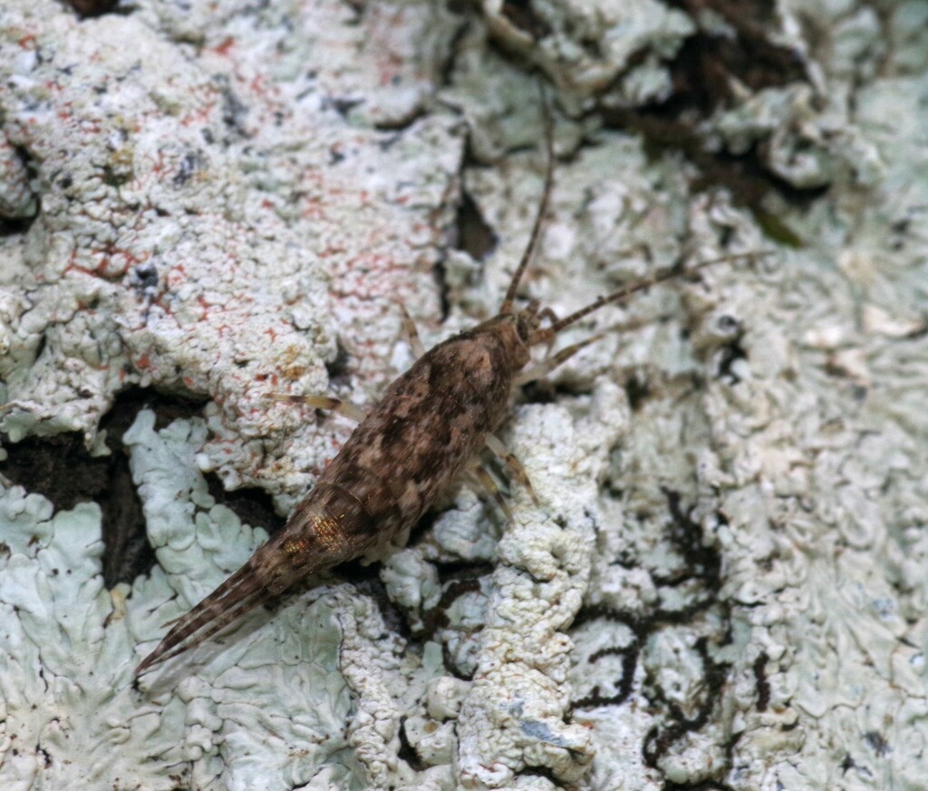 Hypomachiloides