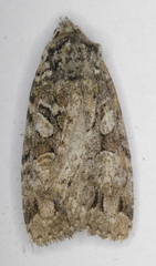 Anaplectoides pressus