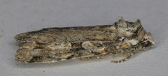 Anaplectoides pressus