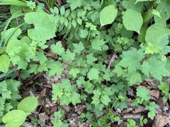 Ribes maximoviczianum