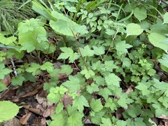 Ribes maximoviczianum