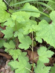 Ribes maximoviczianum