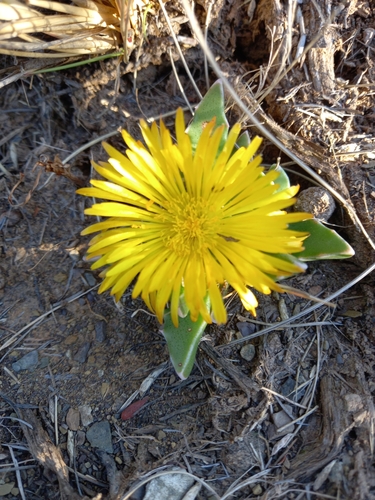 Image of Faucaria bosscheana by (c) Christiaan Viljoen, some rights reserved (CC BY)