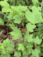 Ribes maximoviczianum