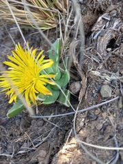 Faucaria bosscheana