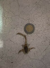 Centruroides suffusus