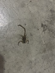 Centruroides suffusus