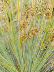 Juncus subglaucus