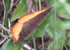 Eurytela dryope angulata