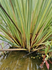 Juncus subglaucus