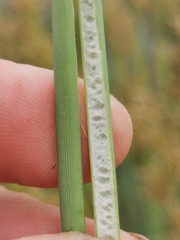 Juncus subglaucus