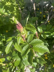Rosa