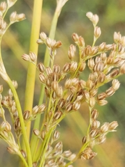 Juncus subglaucus