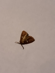 Monoleuca semifascia