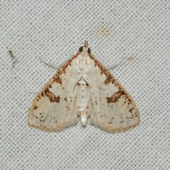 Palpita illibalis