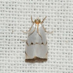 Argyria gonogramma