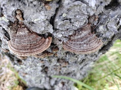 Phellinus abietis