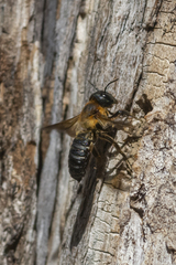 Megachile sculpturalis