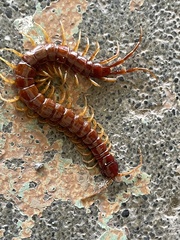 Scolopocryptops spinicaudus