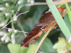 Eurytela dryope angulata