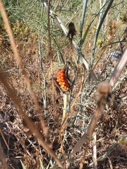 Arum palaestinum