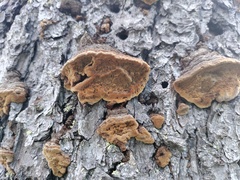 Phellinus abietis