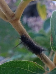 Arctiinae