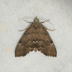 Cutina aluticolor