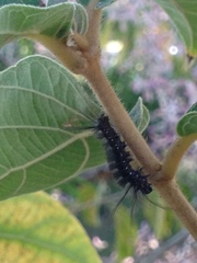 Arctiinae