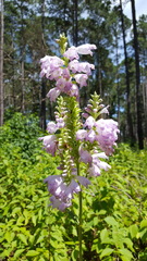 Physostegia intermedia