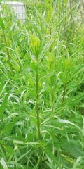 Cirsium arvense